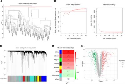 Identifying and analyzing the key genes shared by papillary thyroid carcinoma and Hashimoto’s thyroiditis using bioinformatics methods